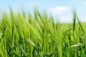 Prodotti fitosanitari, commercio: variare l'attività