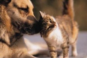 Rifugi per animali d'affezione: variare l'attività