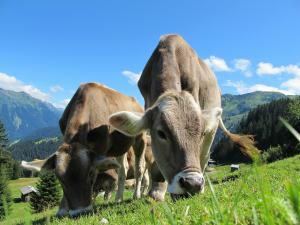 Sottoprodotti di origine animale e prodotti derivati: cessare l'attività