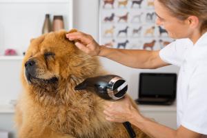 Toelettatura animali: variare l'attività