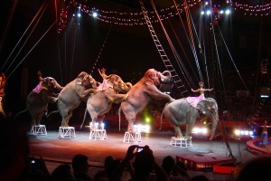 Attività circense (circo, circo equestre, ecc.)
